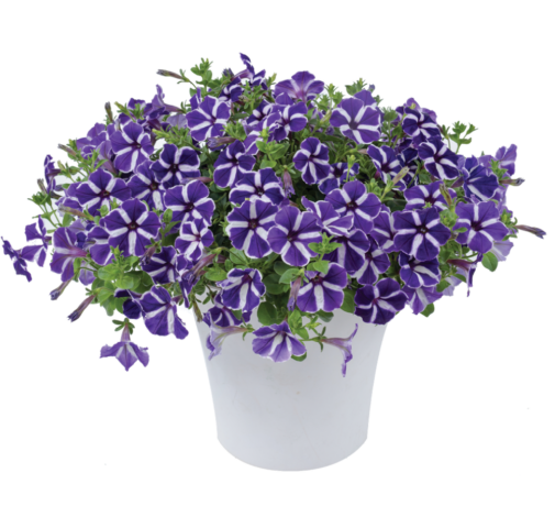 Cascadias™ Purple Gem