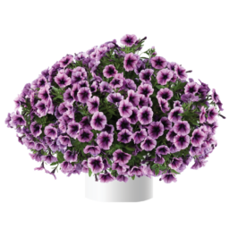 Cascadias™ Purple Ice