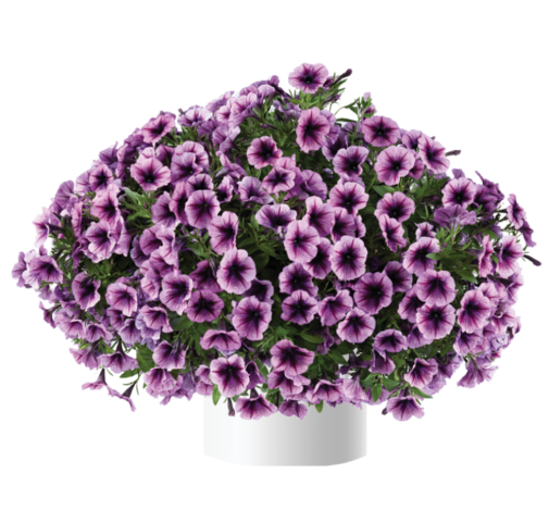 Cascadias™ Purple Ice