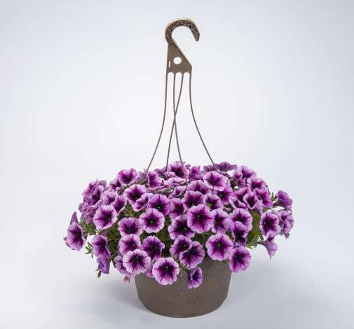 Cascadias™ Purple Ice