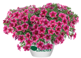 Colibri™ Cherry Lace