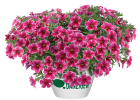 Colibri™ Cherry Lace