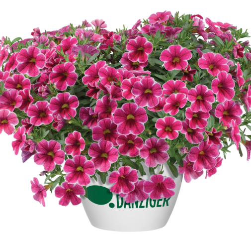 Colibri™ Cherry Lace