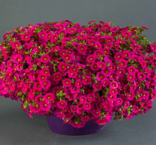 Colibri™ Fuchsia