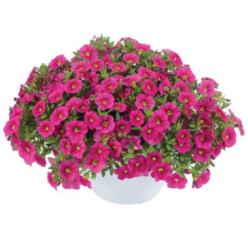 Colibri™ Fuchsia