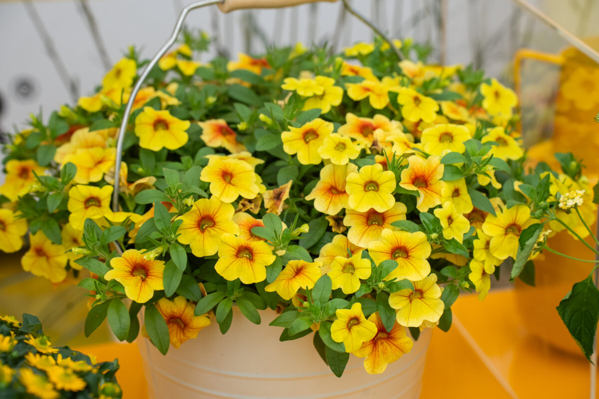 Colibri™ Mellow Yellow