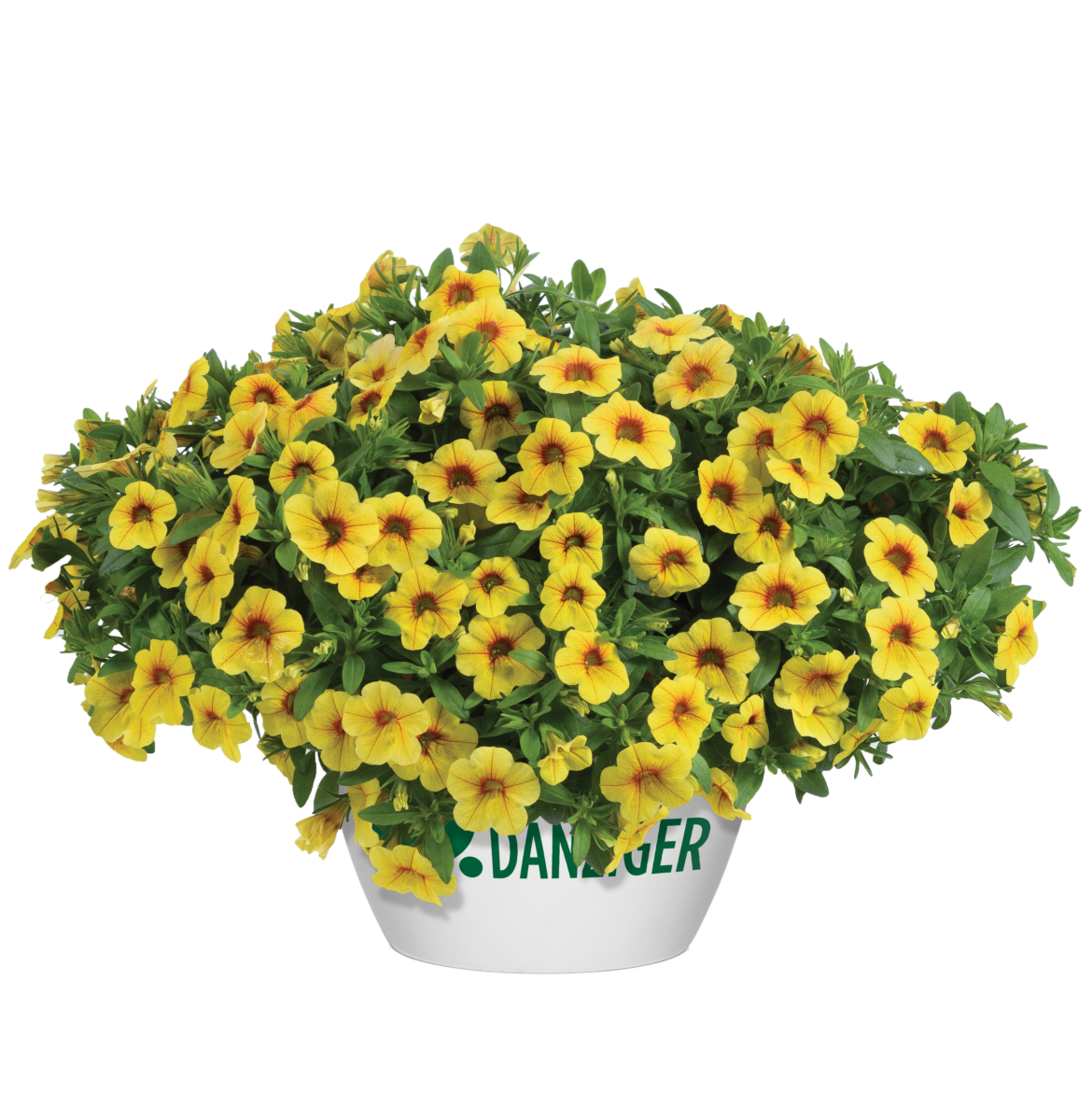 Colibri™ Mellow Yellow