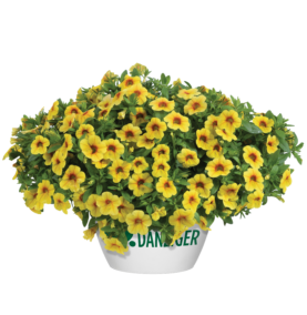 Colibri™ Mellow Yellow