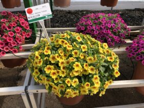 Colibri™ Mellow Yellow