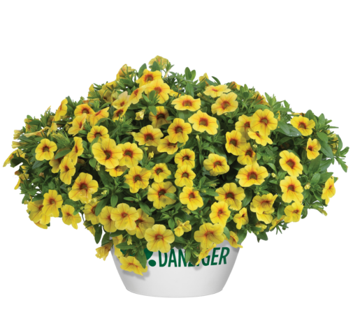 Colibri™ Mellow Yellow