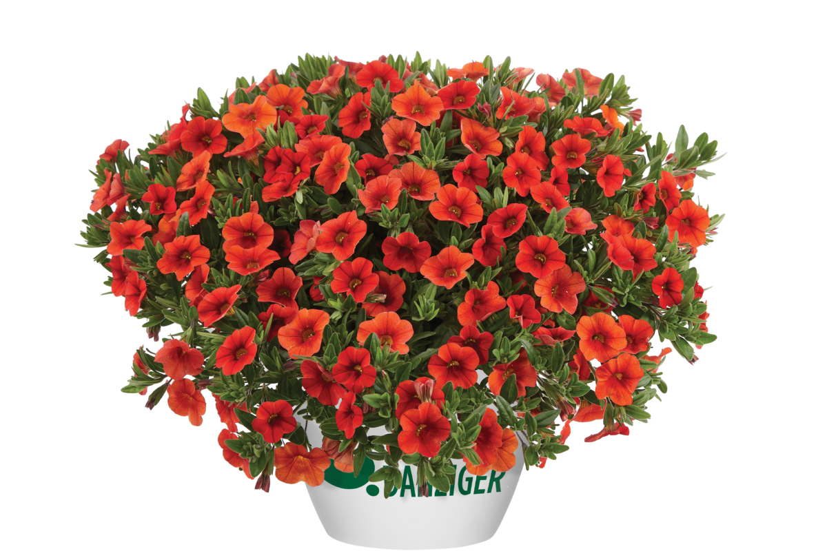 Colibri™ Orange