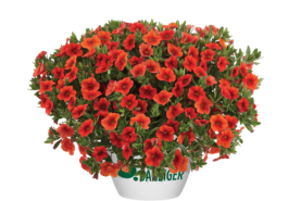Colibri™ Orange