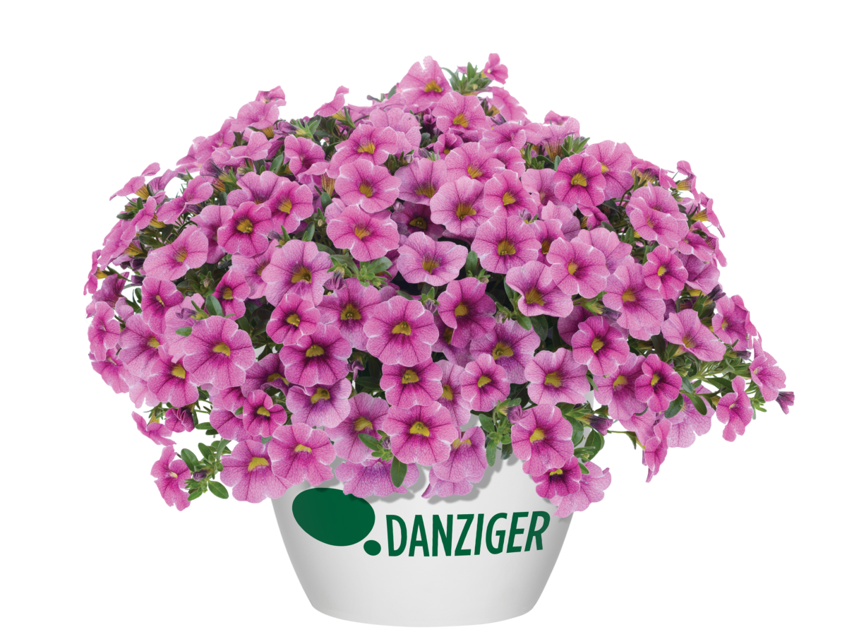 Colibri™ Pink Lace