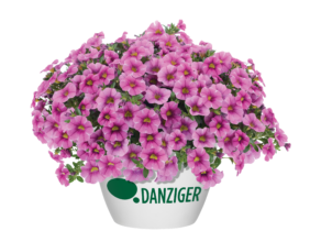 Colibri™ Pink Lace
