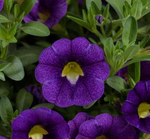 Colibri™ Plum