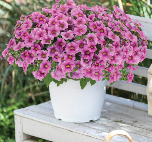 Colibri™ Pink Lace