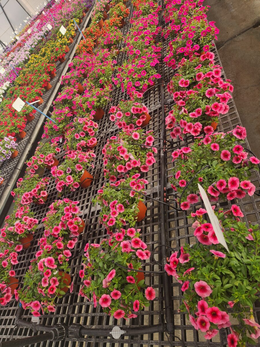 Colibri™ Malibu Pink