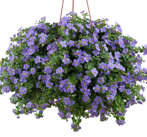 Scopia® Gulliver Blue