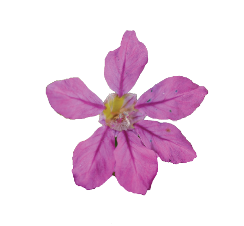 Cupid™ Purple Improved