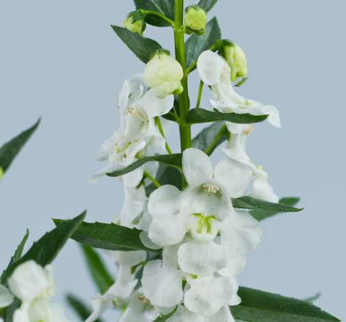 Alonia™ Big Snow