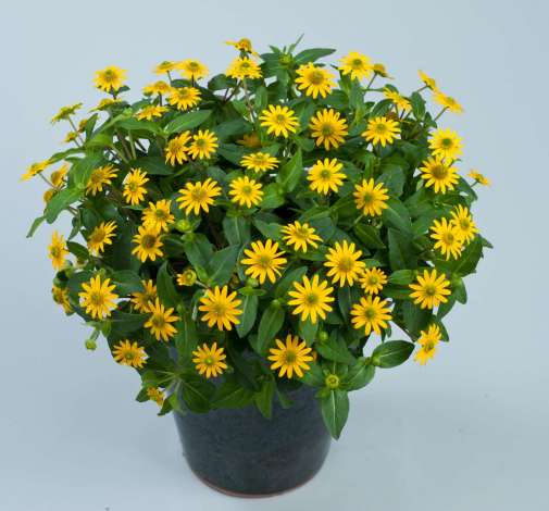 Talya™ Great Yellow