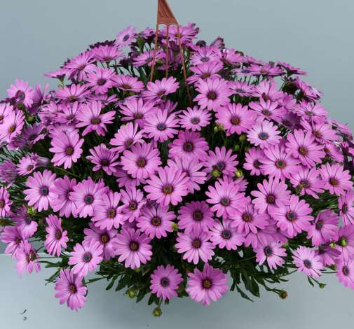 Osticade™ Pink