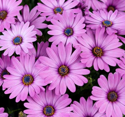 Osticade™ Pink