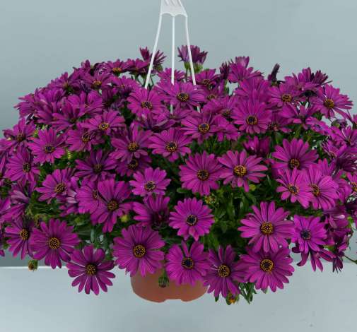 Osticade™ Purple