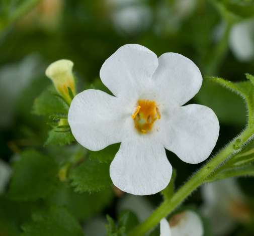 Scopia® Gulliver Compact White
