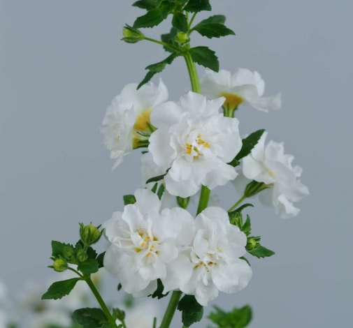 Scopia® Double Snowball