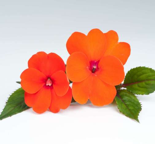 Sun Harmony™ Deep Orange