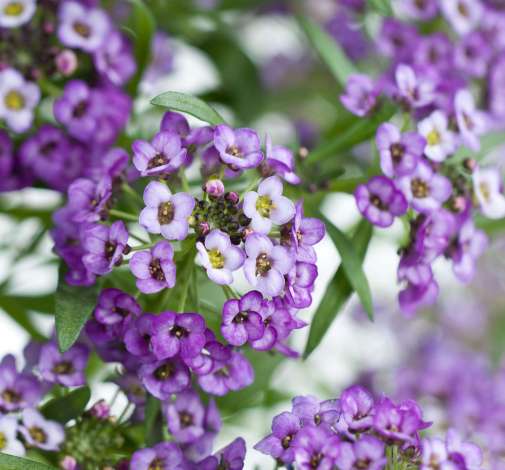 Lavender Stream™