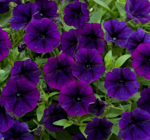 Littletunia® Purple Blue
