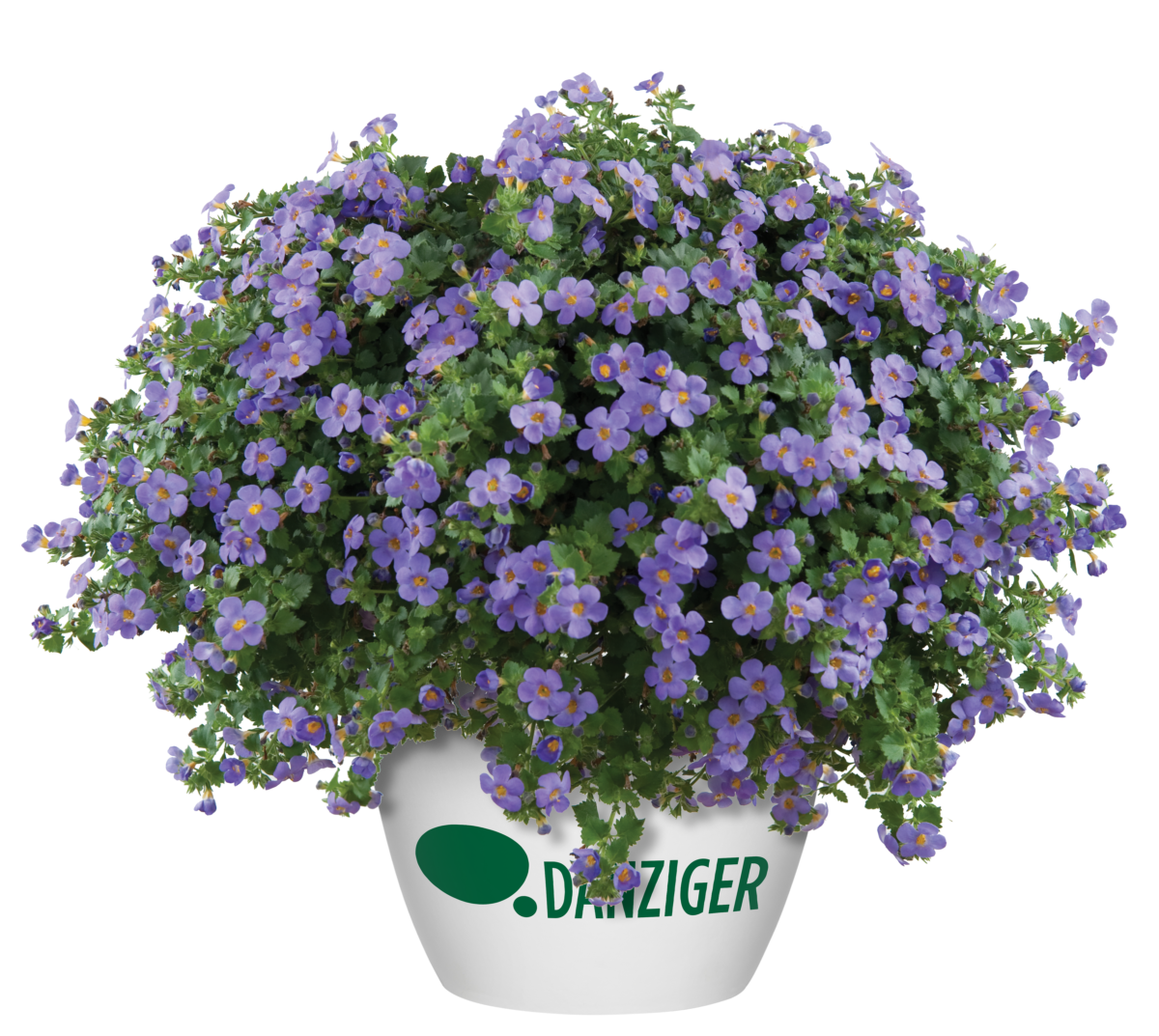 Scopia® Gulliver Blue Sensation