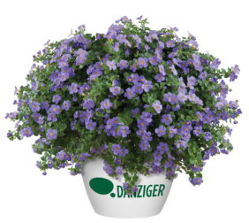 Scopia® Gulliver Blue Sensation