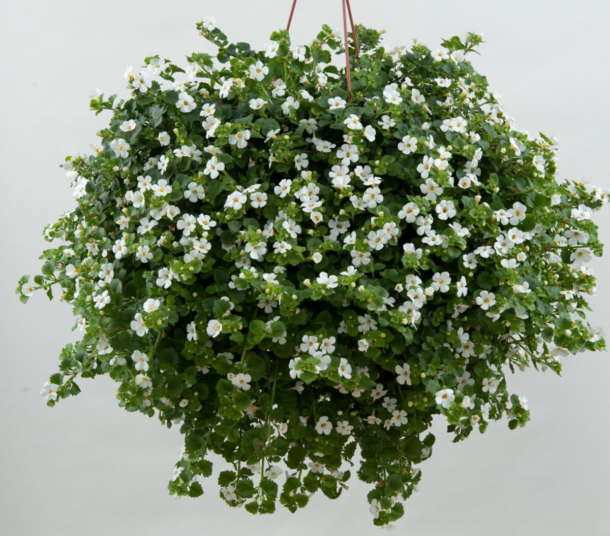Scopia® Gulliver Dynamic White