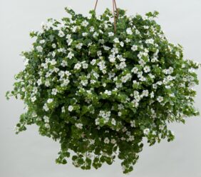 Scopia® Gulliver Dynamic White