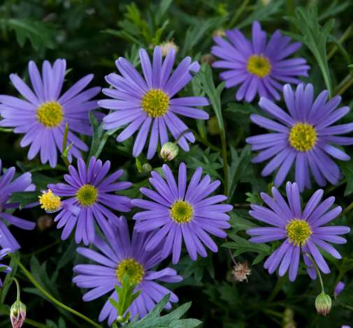 Brasco™ Violet