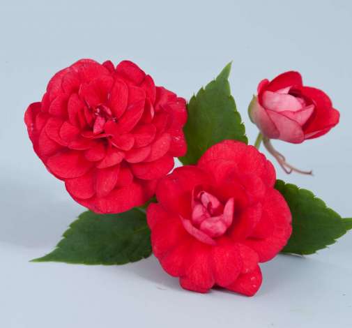 Musica™ Elegant Red