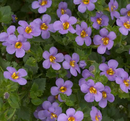 Scopia® Great Regal Blue