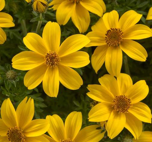 Yellow Charm™