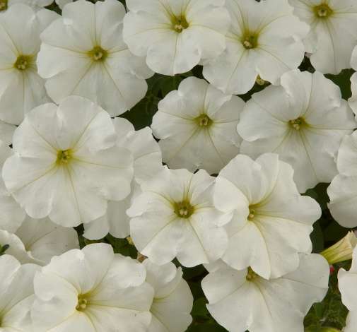 White Ray™