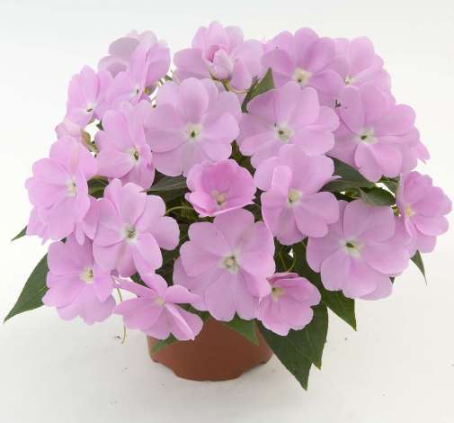 Harmony® Pastel Lavender
