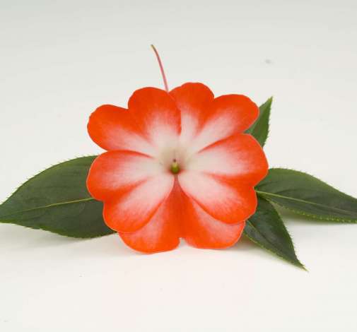 Harmony® Orange Star