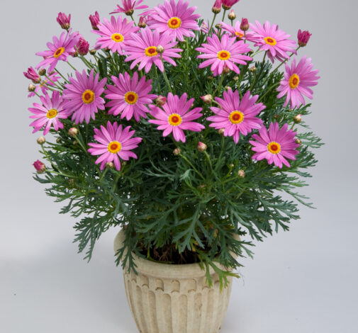Angelic™ Giant Pink