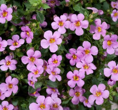 Scopia® Great Pink Beauty