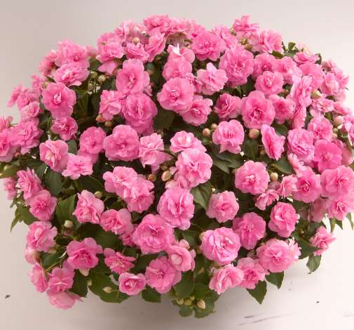 Musica® Pink Aroma