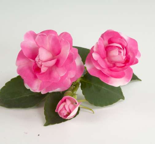 Musica® Bicolor Pink