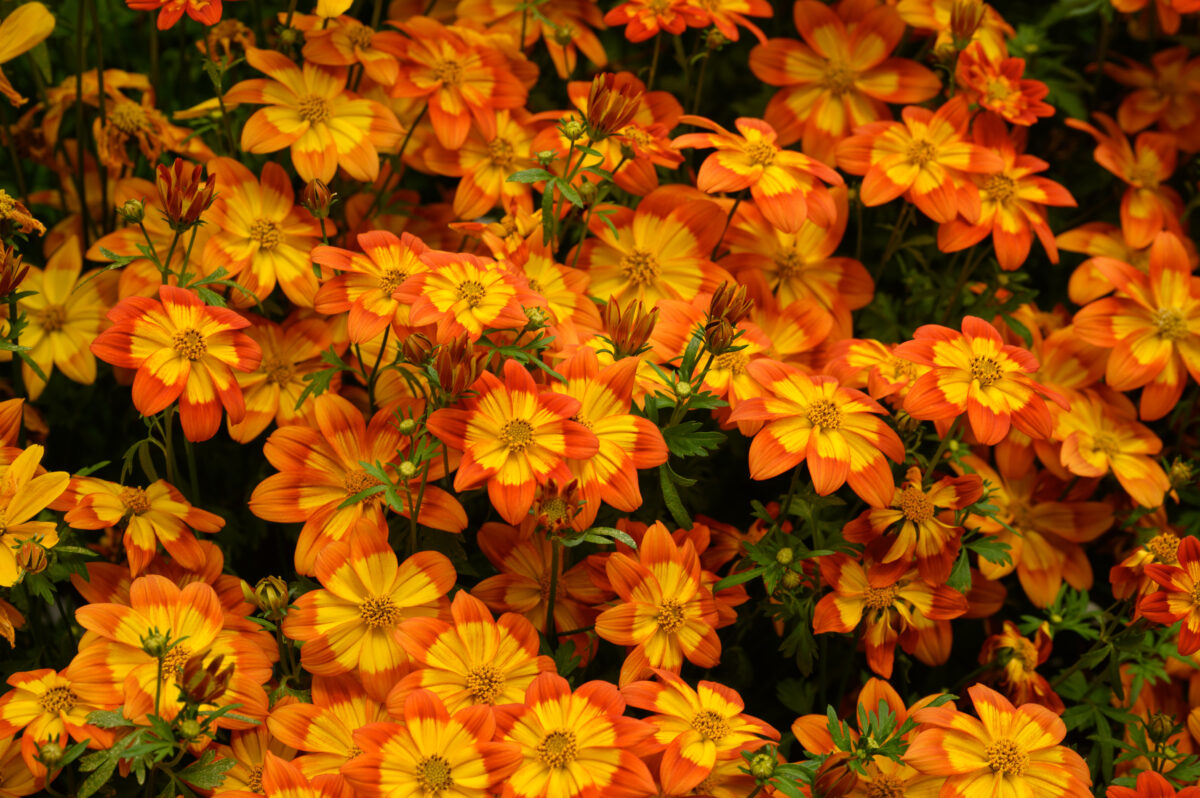 Blazing™ Embers