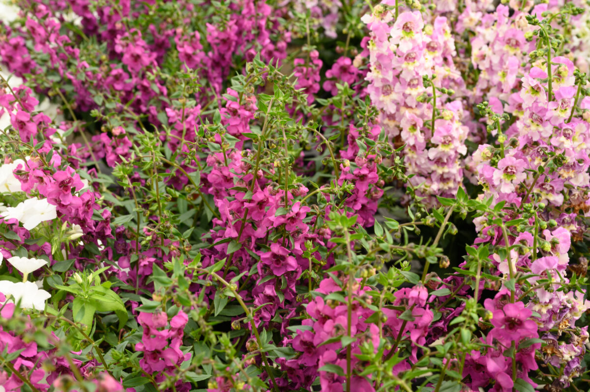 Alonia™ Big Dark Pink